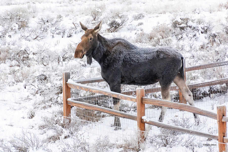 Cow Moose at Fence Photograph by Stephen Johnson