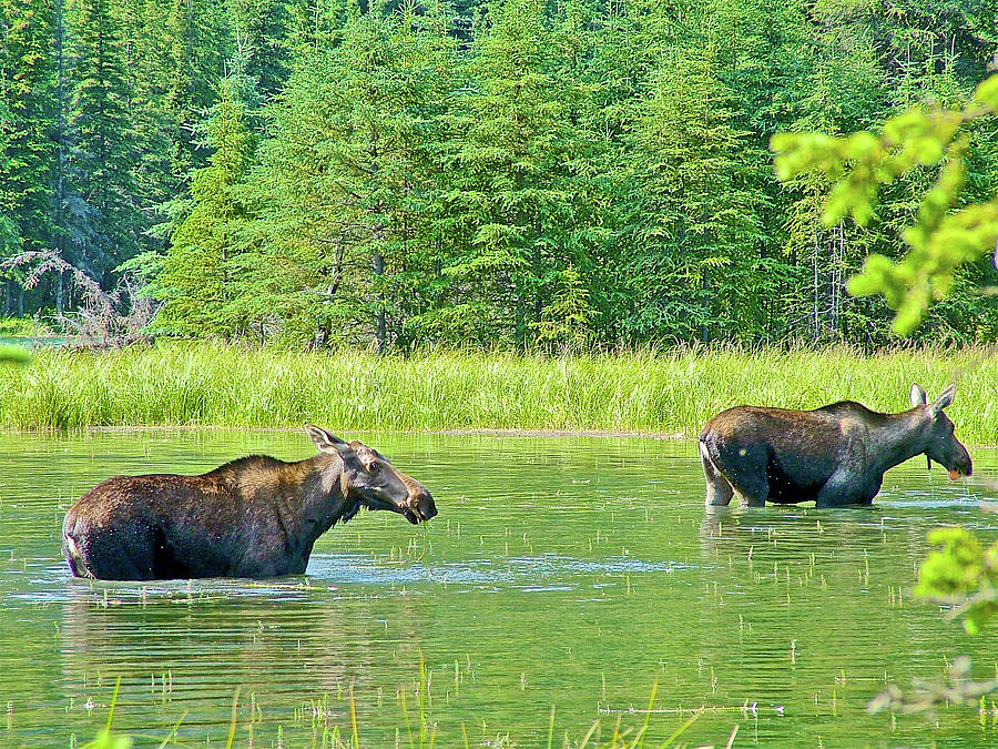 Cow Moose in Horseshoe Lake in Denali National Park, Alaska Photograph ...