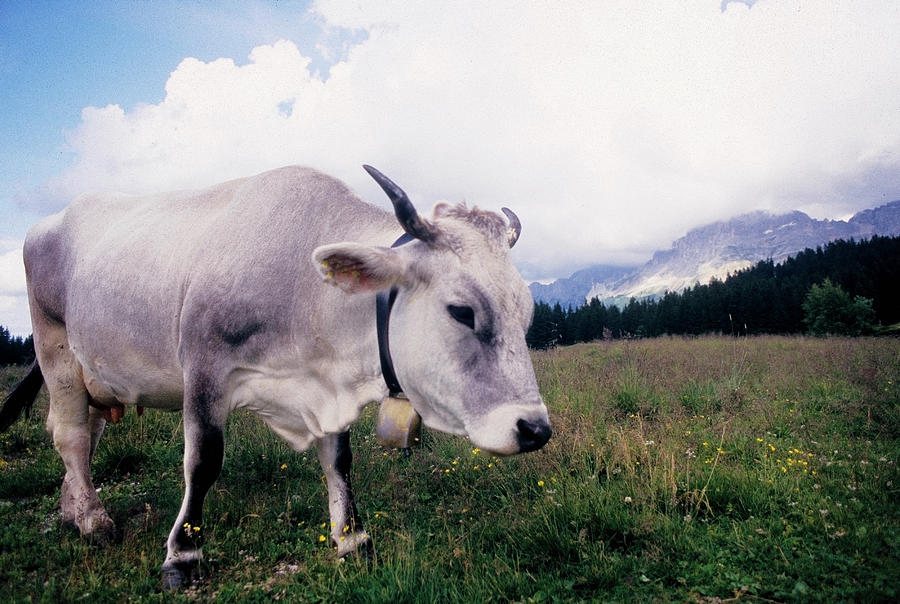 Cow On Lavazè Pass Photograph by Stefano Salvetti