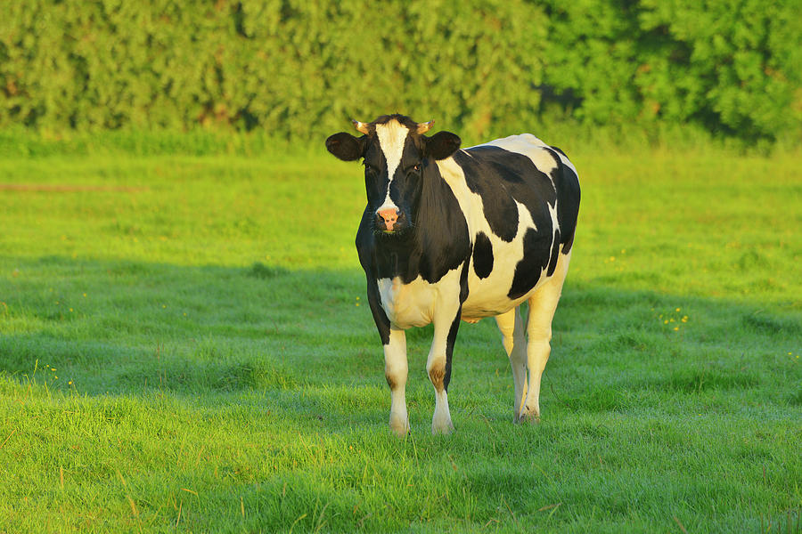 Cow On Pasture Photograph by Raimund Linke