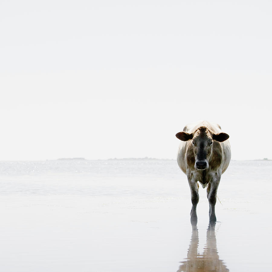 Cow On Seashore Photograph by Roine Magnusson