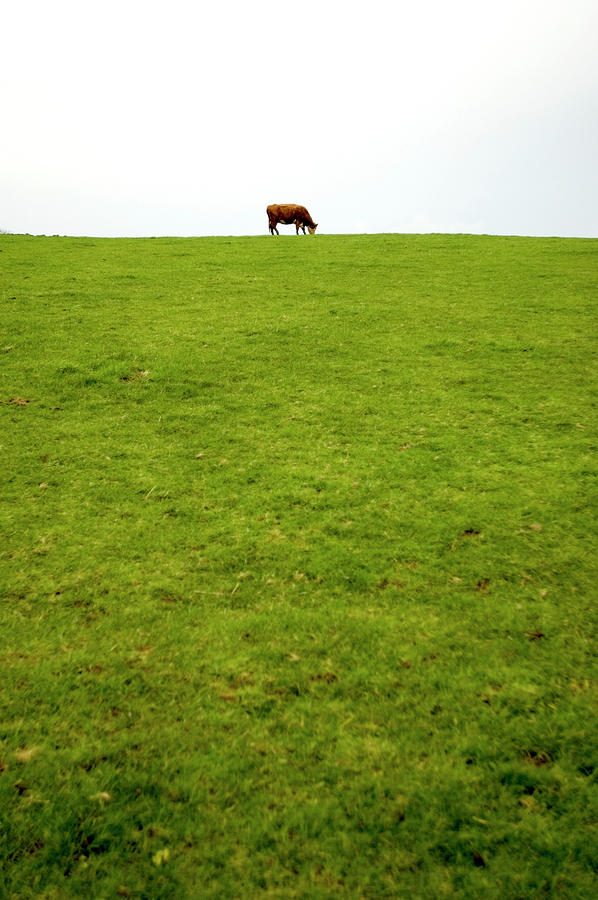Cow On The Horizon Photograph by Rmax