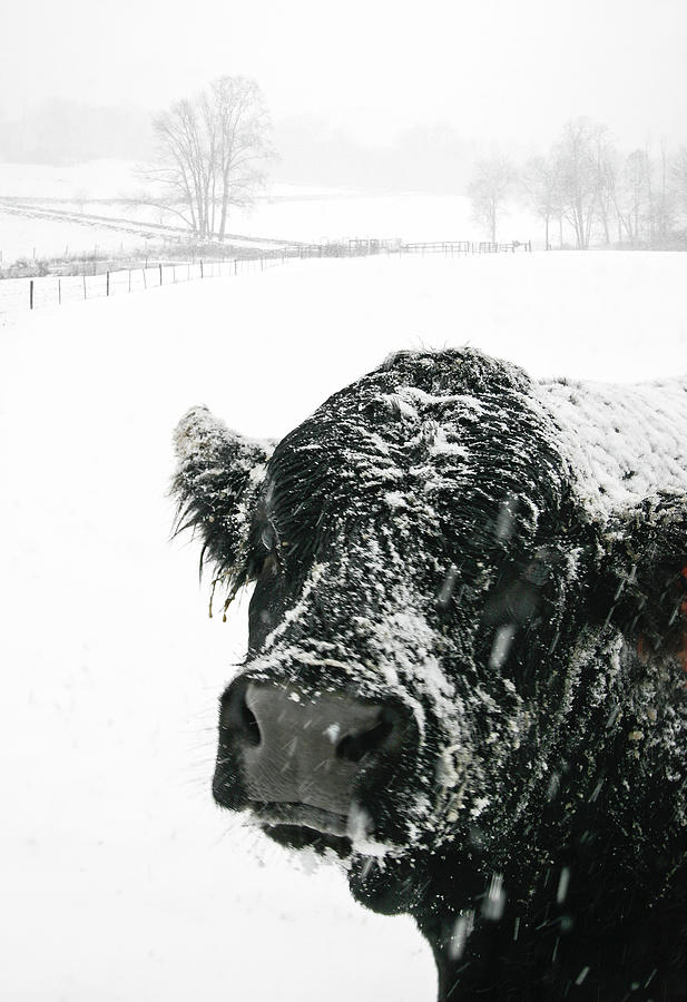 Cow Out In The Snow Photograph by Photo By Alan Shapiro