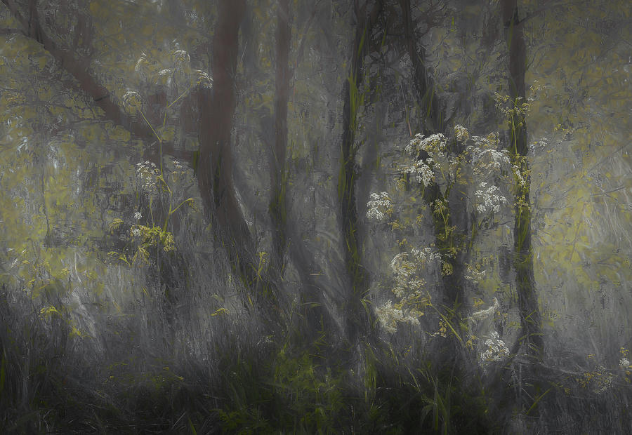 Cow Parsley Photograph by Nel Talen