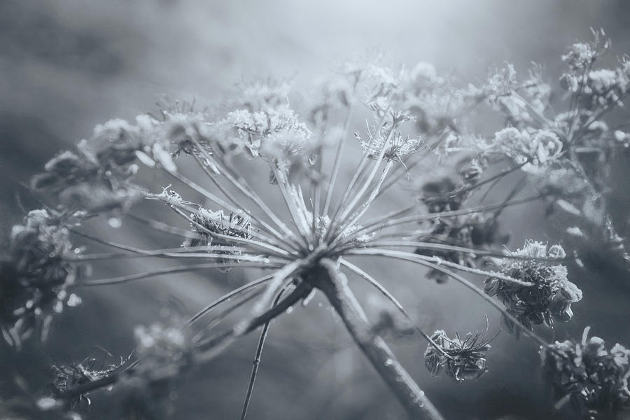 Flower Photograph - Cow Parsley Winter Frost Black and White  by Carol Japp