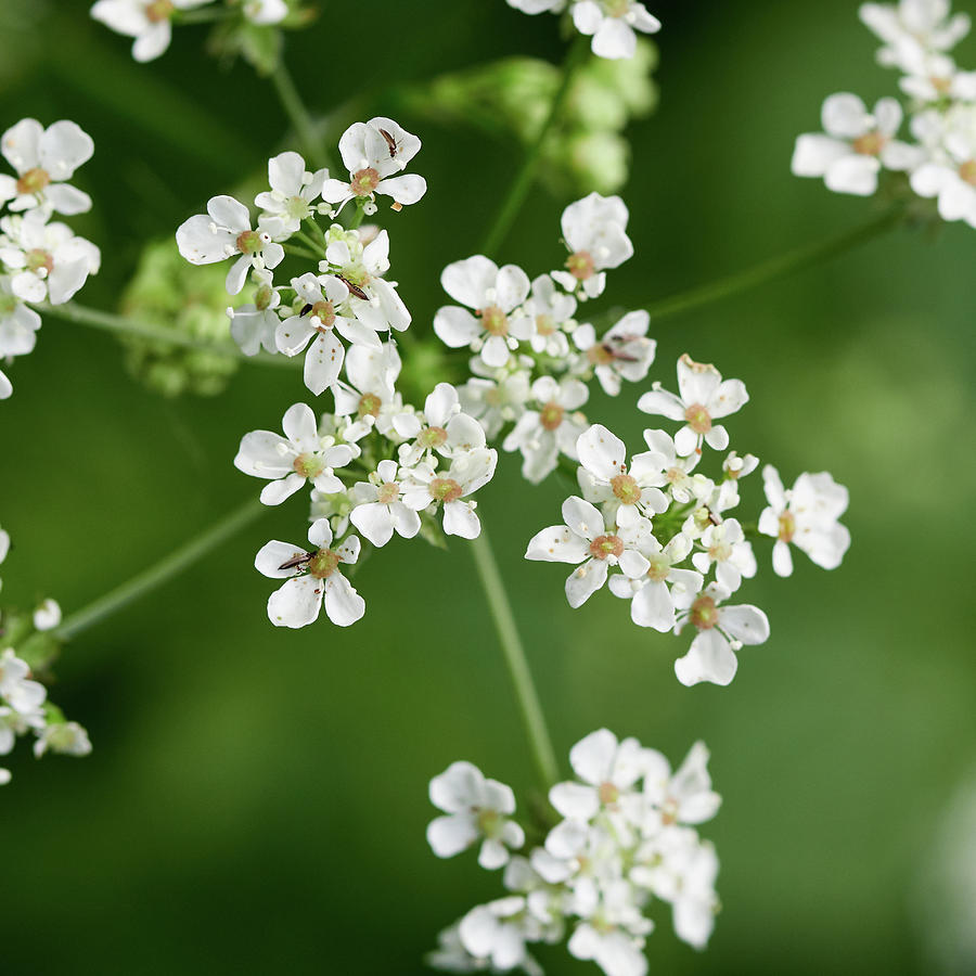 Cow Parsley With Some Small Winged Friends Photograph