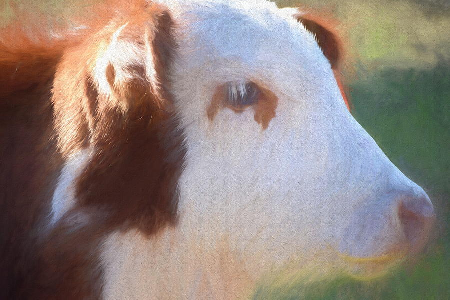 Cow portrait 2 Photograph by Andrea Anderegg