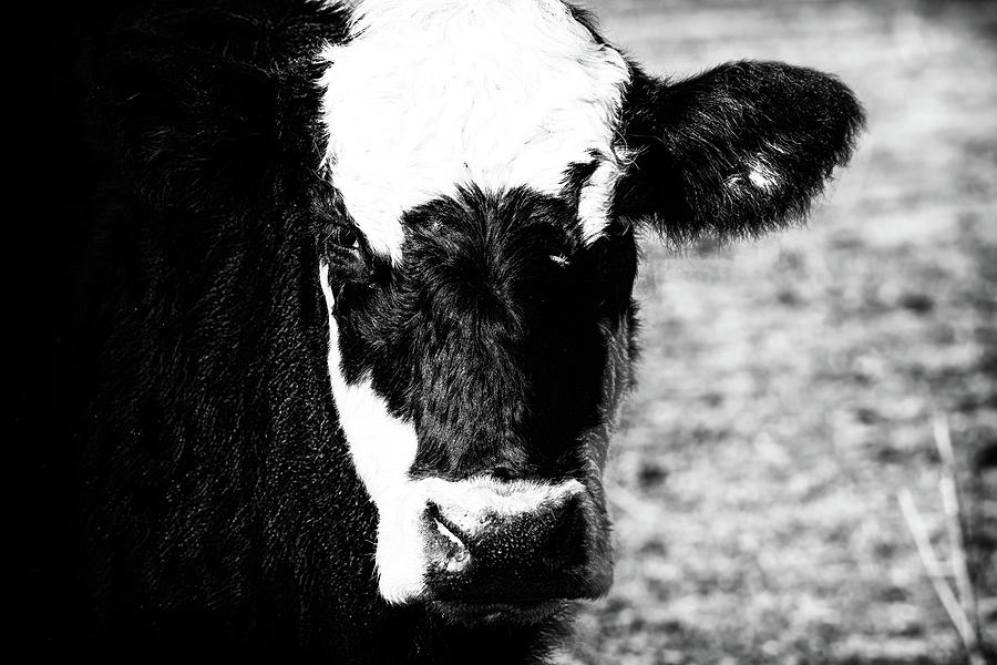 Cow Portrait Photograph by Benjamin Somberg - Fine Art America