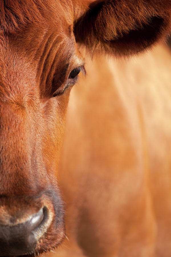 Cow Portrait Photograph by Lordrunar