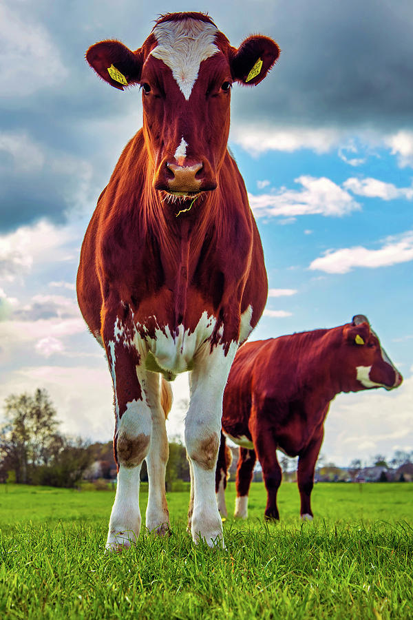 Animal Photograph - Cow Posing by Mountain Dreams