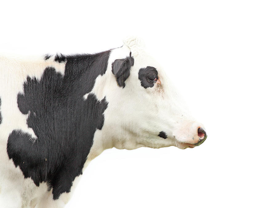Cow Profile Photograph by Marcel Ter Bekke