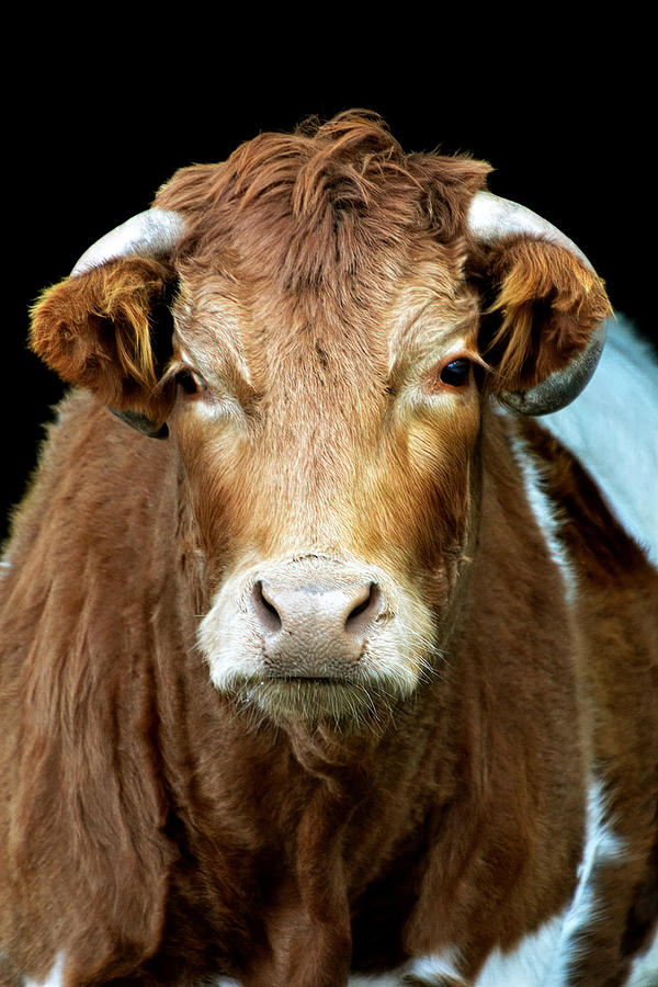 Cow Photograph by Sandi Kroll