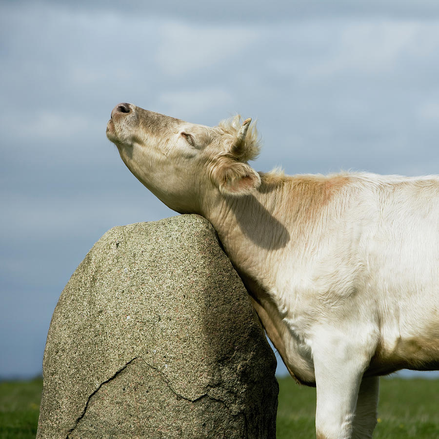 Cow Scratching Itself Against Rock Photograph by Roine Magnusson