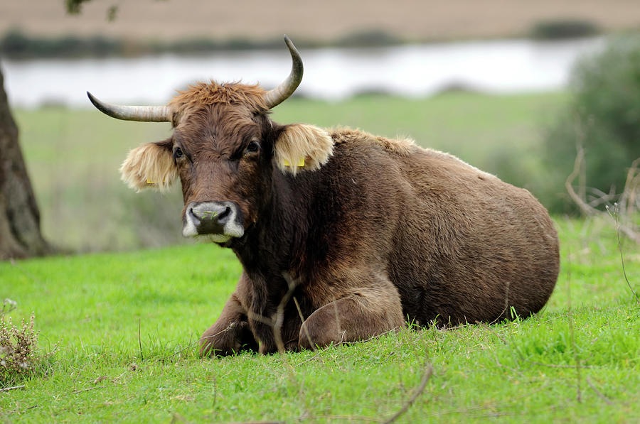 Cow Sitting In Green Grass Photograph by Francesco Carta Fotografo