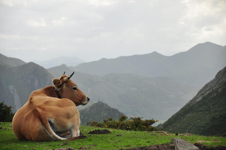 Cow Sitting Near Mountain Photograph by By Carlos M.