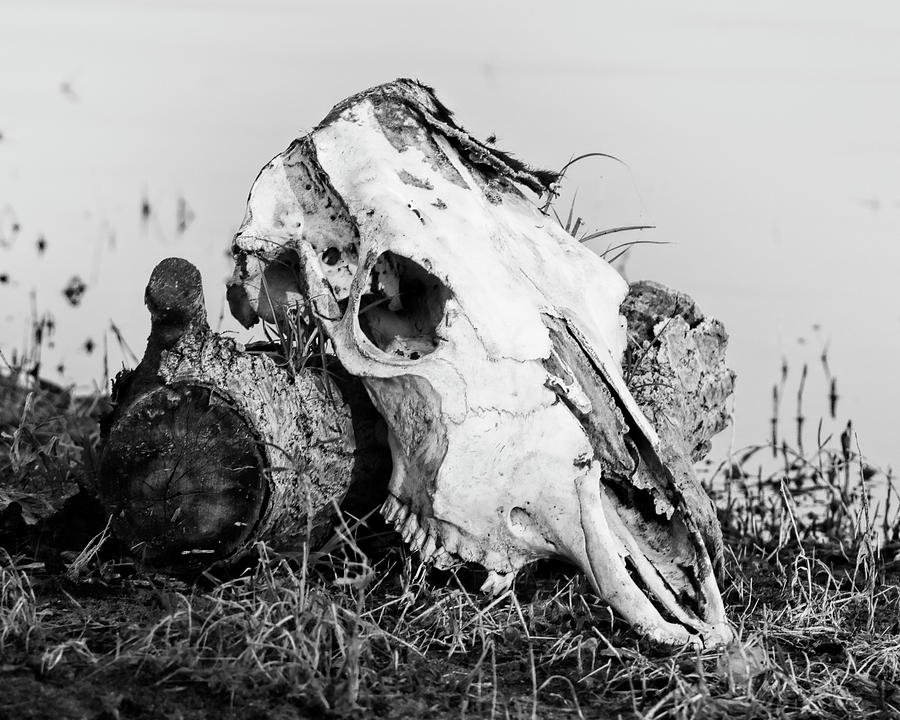 Cow Skull 002 Photograph by Rob Graham