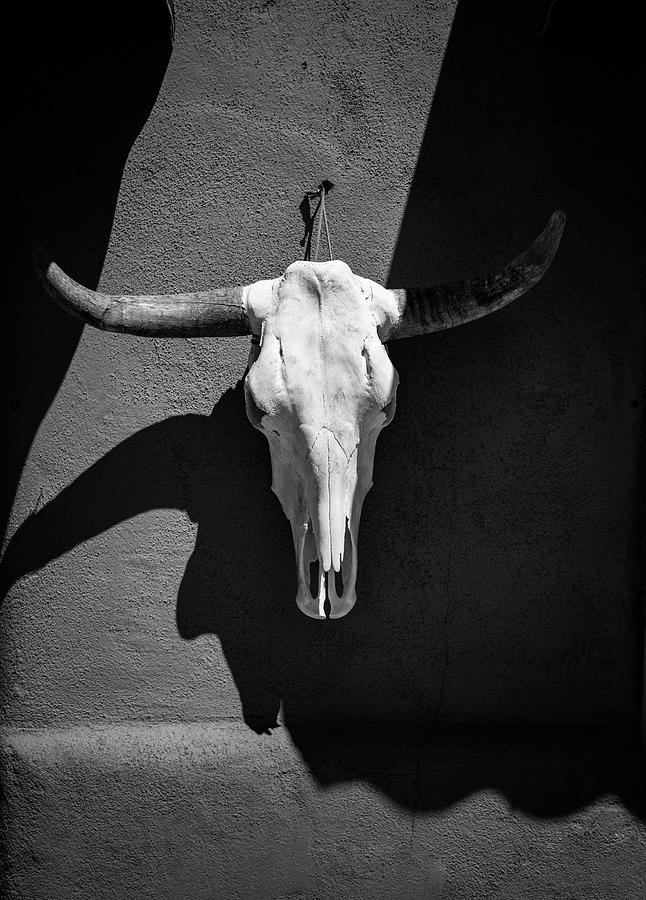 Cow Skull - black and white Photograph by Tim Stanley
