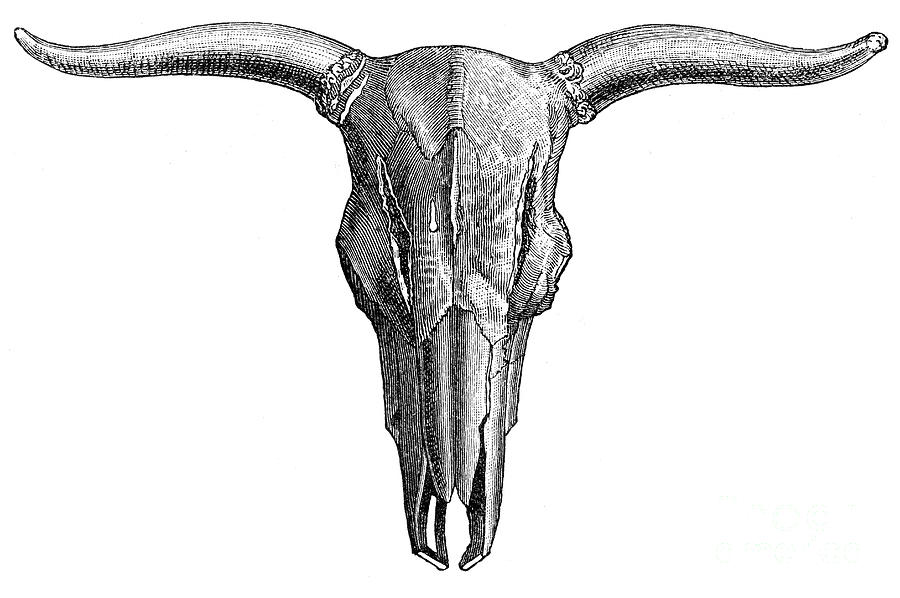 Cow Skull Engraving 1895 Digital Art by Thepalmer