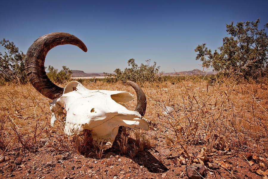 Cow Skull In The Nevada Desert Photograph by Lee Pettet