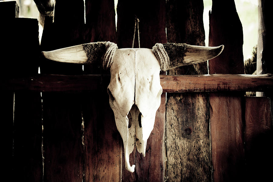 Cow Photograph - Cow Skull by Mmeemil