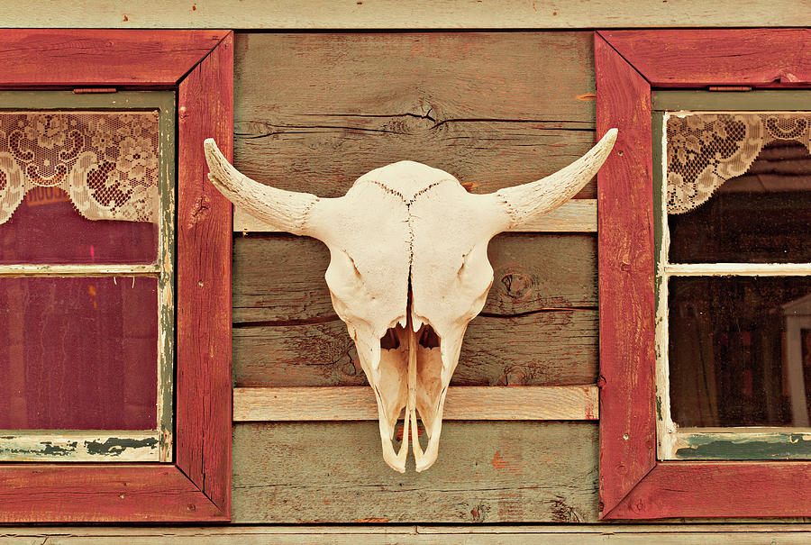 Horned Photograph - Cow Skull On Cabin by Dougberry