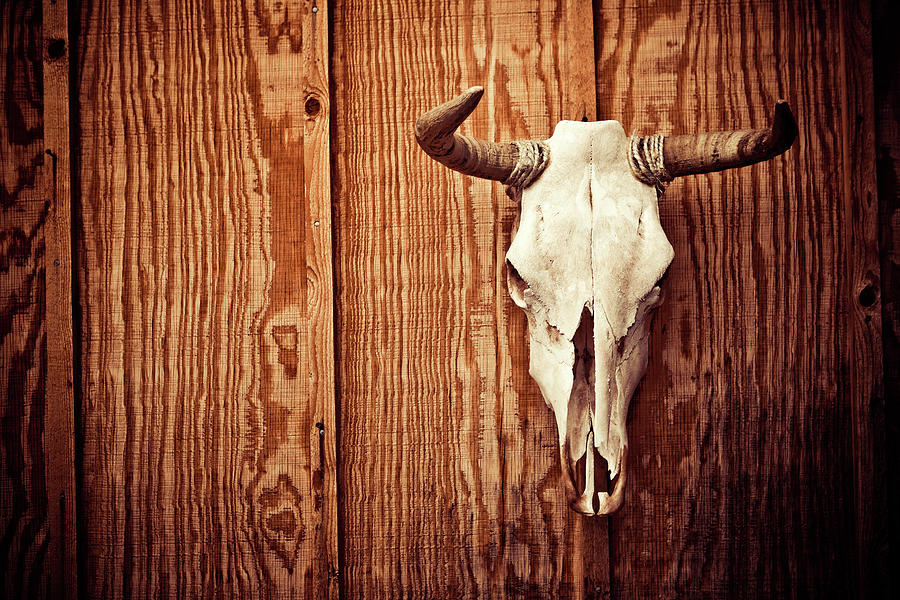 Cow Skull Photograph by Thepalmer