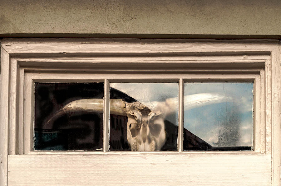 Cow Skull Watching Photograph by Frances Ann Hattier