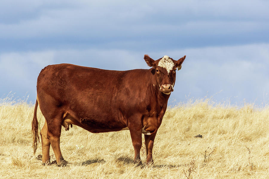 Cow Photograph - Cow Standing In A Pasture by Randy Bayne Cow Photograph - Cow Standing In A Pasture by Randy Bayne