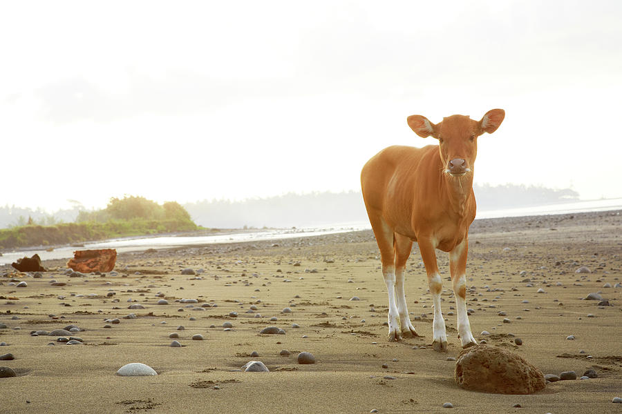 Cow Standing On The Beach Photograph by Chris Tobin