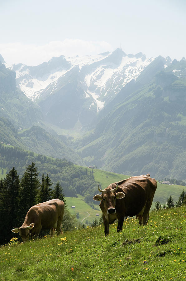 Summer Photograph - Cow Swiss Cattle In Alpine Surrounding by Assalve
