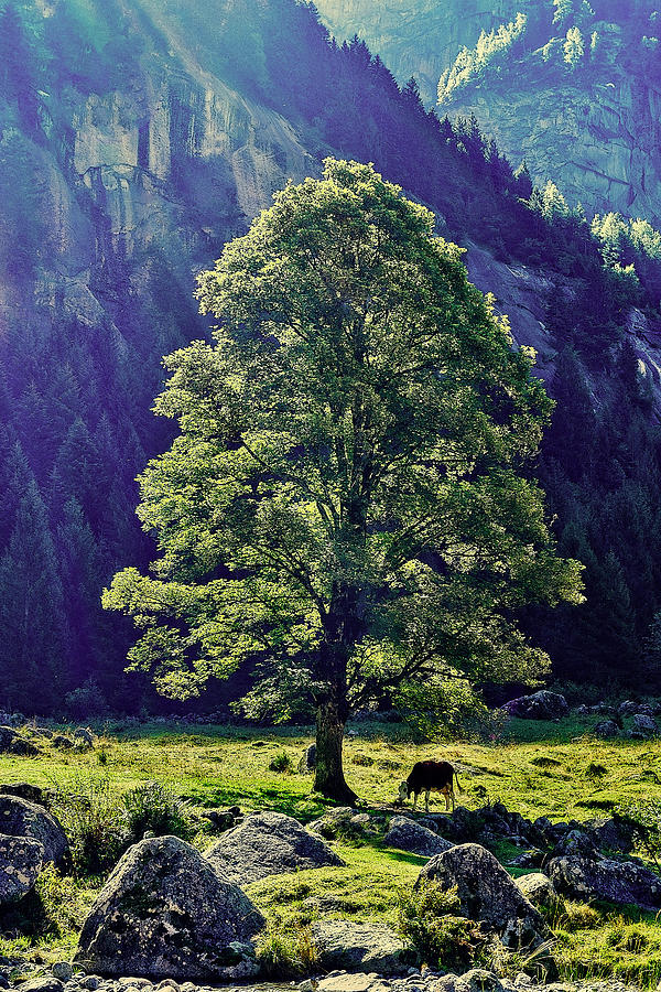 Cow under the tree Photograph by Roberto Pagani