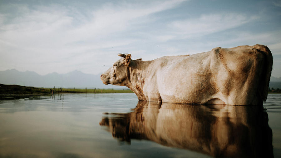 Cow Photograph by Valentin Lievre - Fine Art America