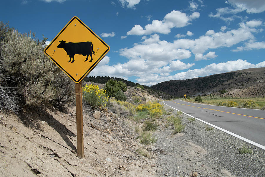 Cow Warning Sign On Highway, Bodie National Park, California, Usa ...