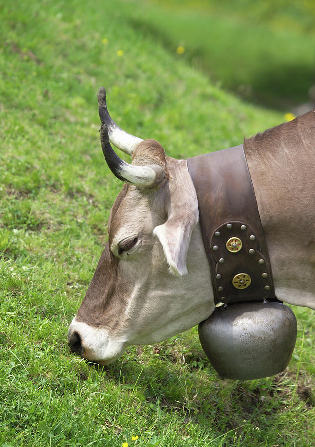 Cow Wearing Cow Bell Grazing, Swiss Alps, Switzerland Digital Art by Walter  Zerla - Fine Art America