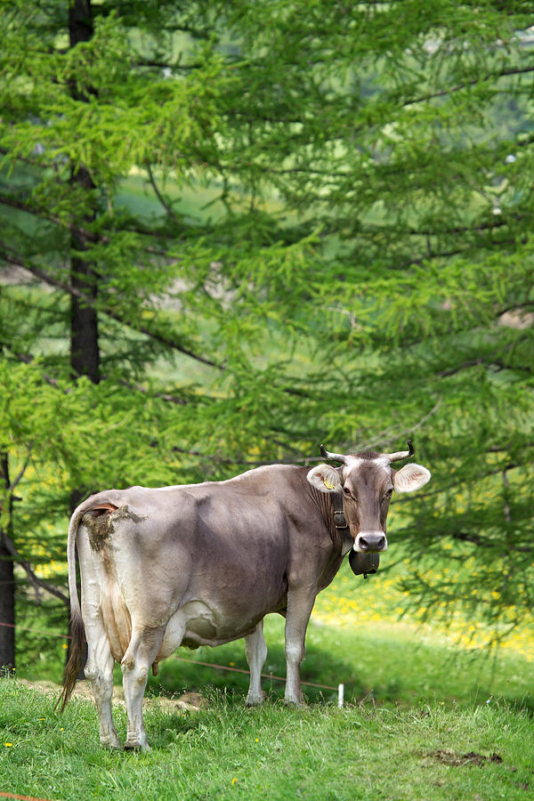 Cows Wearing Cow Bells Looking At Camera, Swiss Alps, Switzerland Digital  Art by Walter Zerla - Pixels
