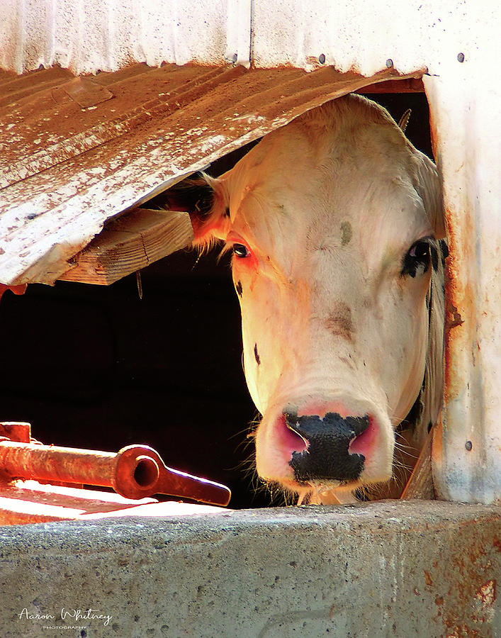 Cow Window Photograph by Aaron Whitney - Fine Art America