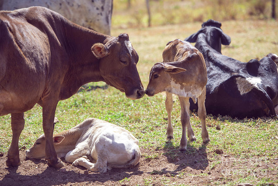 Cow With Calves Photograph by Ktsdesign/science Photo Library