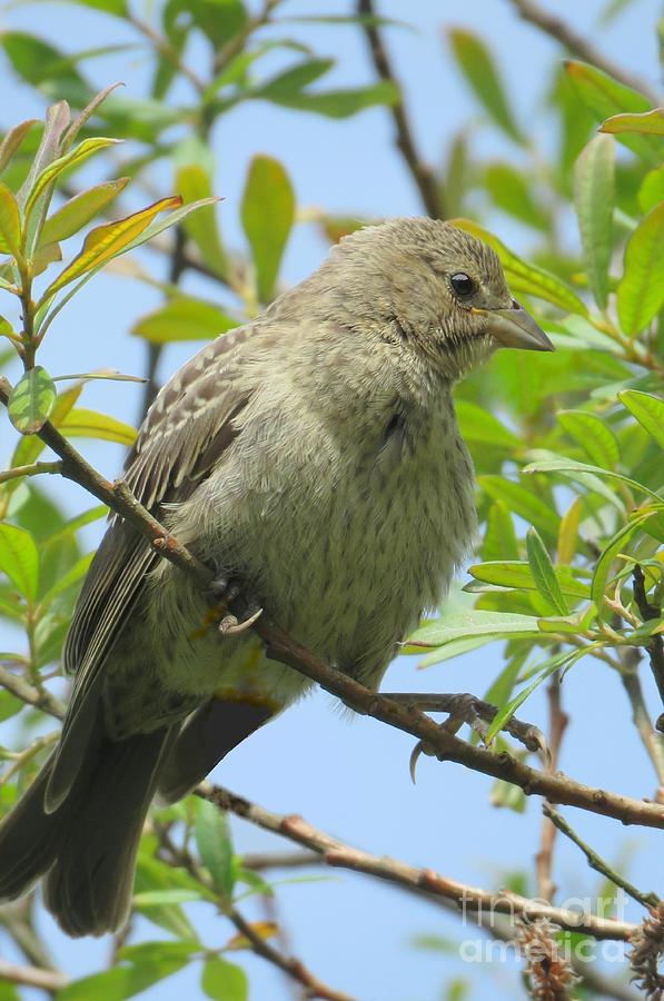 Cowbird by Frank Townsley Cowbird by Frank Townsley