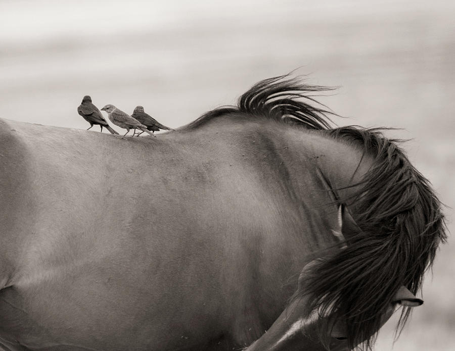 Cowbirds on horseback Photograph by Dirk Johnson