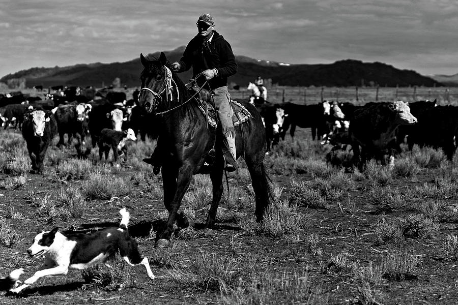Cowboy and dog working  Photograph by Julieta Belmont