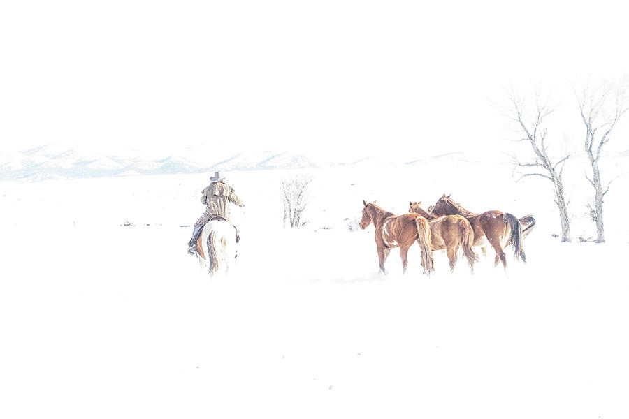Cowboy And Horses Photograph
