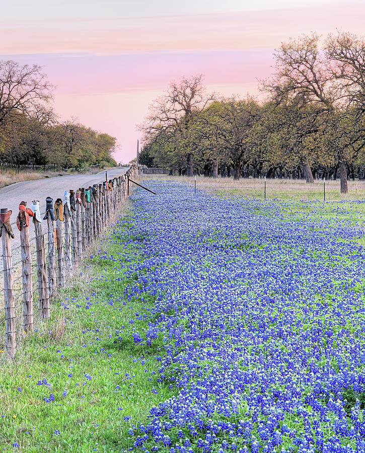 Cowboy Boots and Bluebonnets in Willow City Photograph by JC Findley