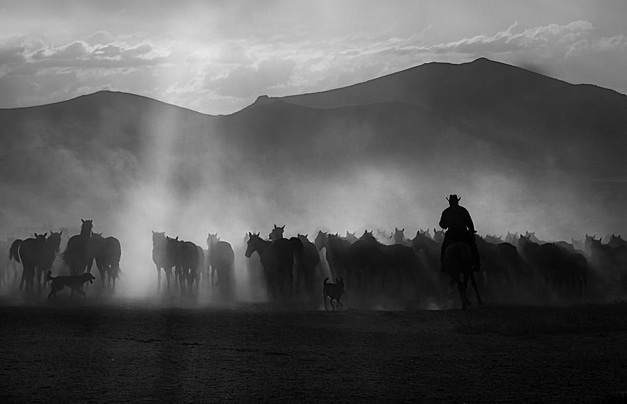 Horse Photograph - Cowboy by Emine Basa