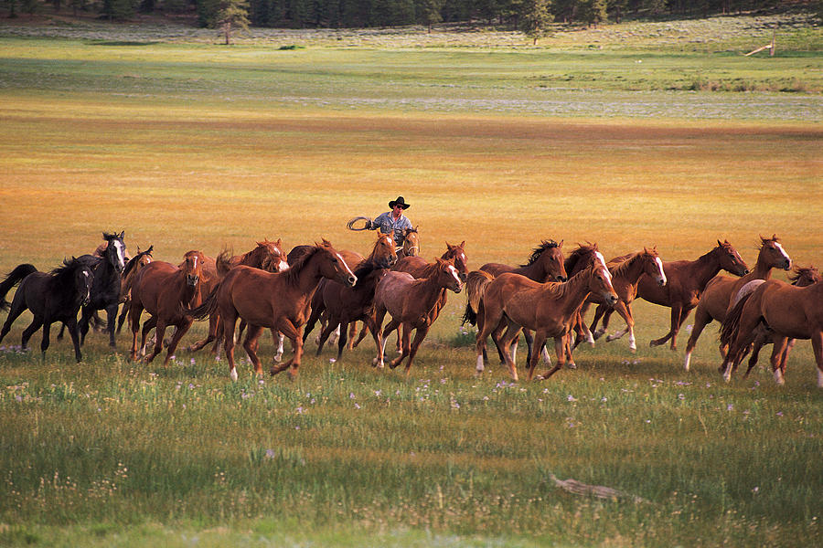 Cowboy Herding Horses Near Fairplay Photograph by Comstock