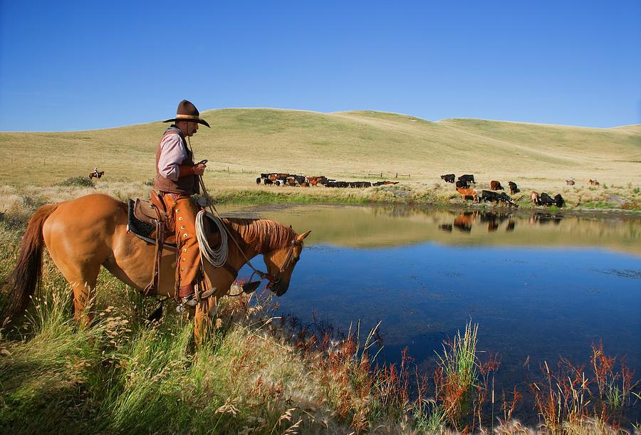 Cowboy Leads Cattle To Water Photograph by Design Pics/carson Ganci