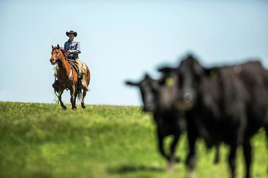 Cowboy Riding Horse Herding Cattle Photograph by Shannon Faulk