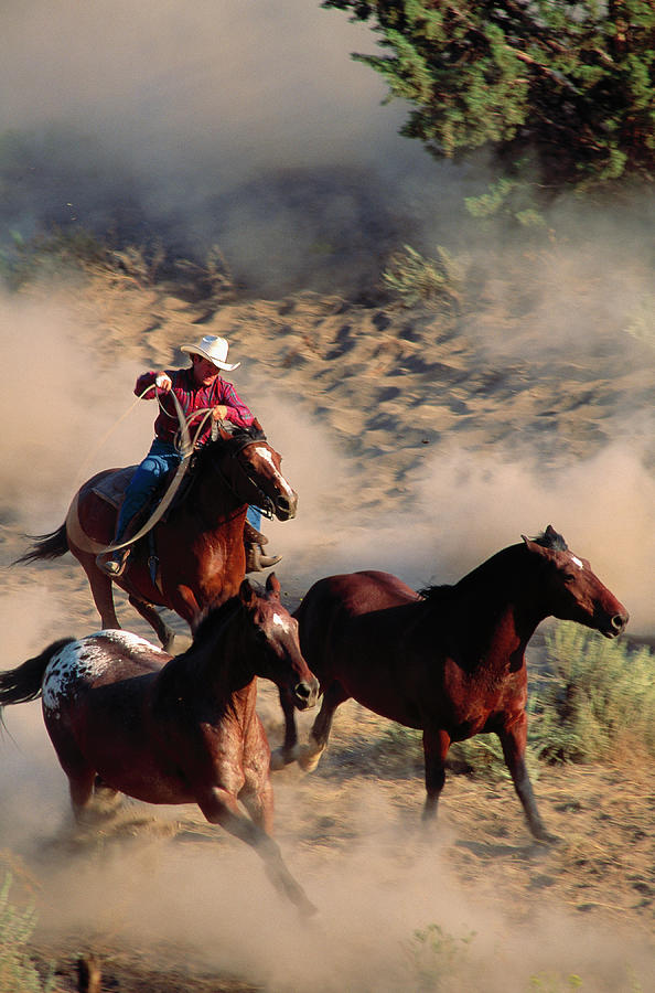 Cowboy Roping Horses Photograph by John Luke