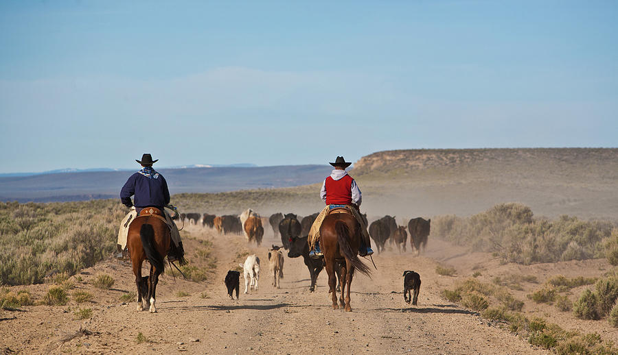 Cowboys And Dogs Moving Cattle Photograph by Bob Pool