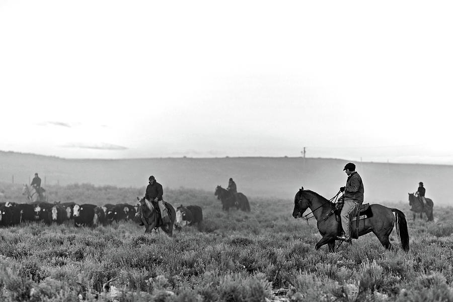 Cowboys, horses and cows Photograph by Julieta Belmont