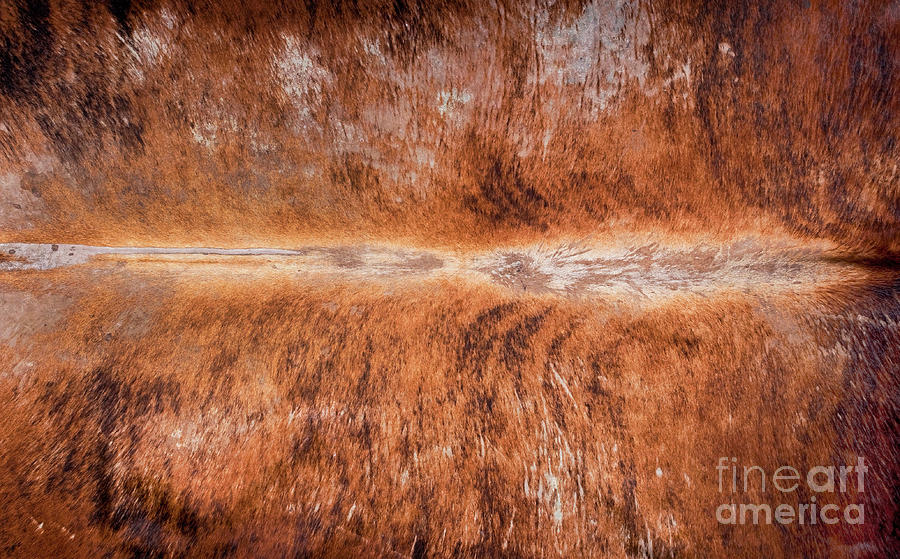 Cowhide Background Pattern. Photograph by W Scott McGill